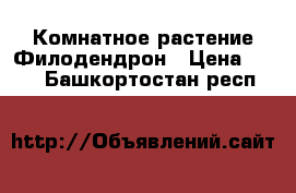 Комнатное растение Филодендрон › Цена ­ 550 - Башкортостан респ.  »    